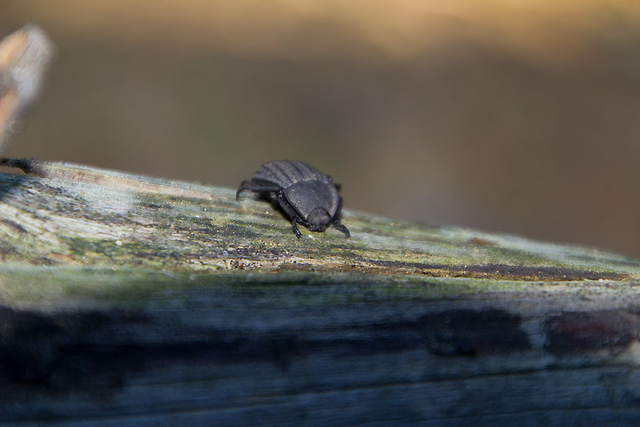 Asida sp.