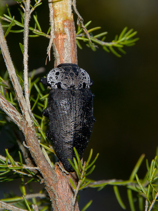 Capnodis tenebrionis