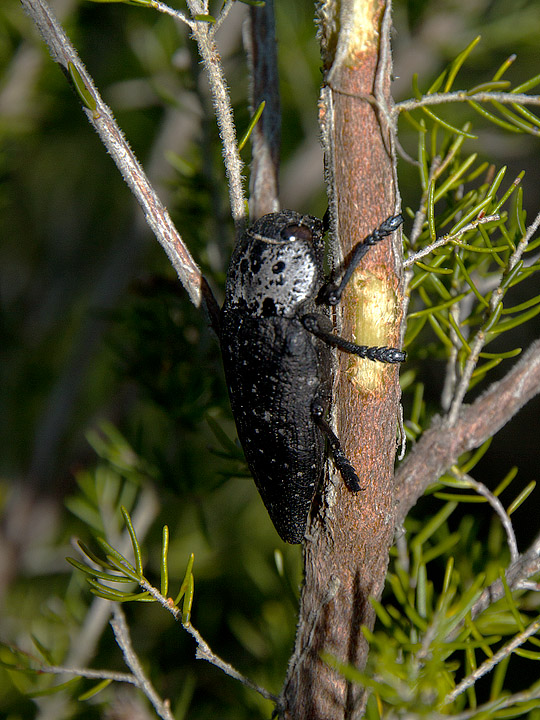 Capnodis tenebrionis