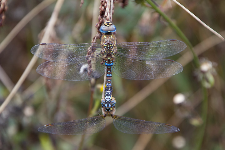 Aeshna mixta in accoppiamento - Aeshna mixta