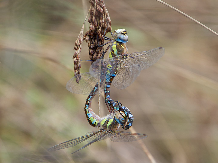 Aeshna mixta in accoppiamento - Aeshna mixta