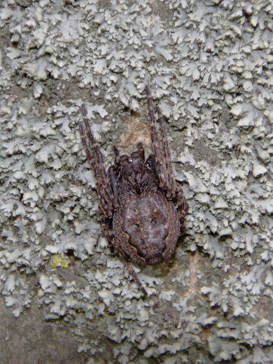 Nuctenea sp.