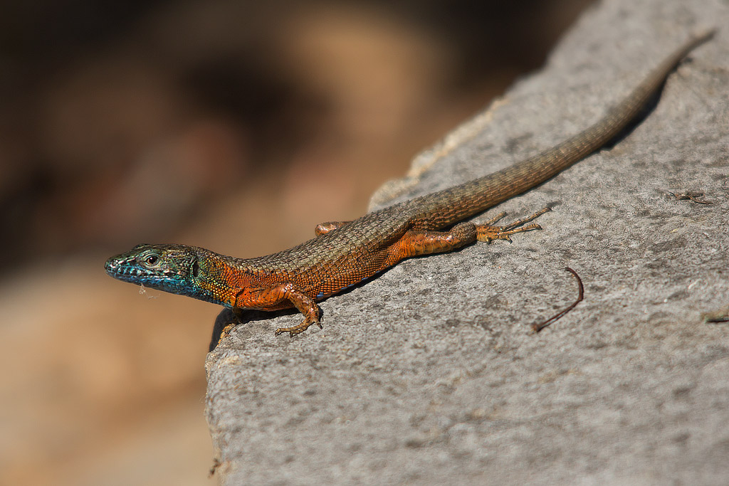 Algyroides nigropunctatus