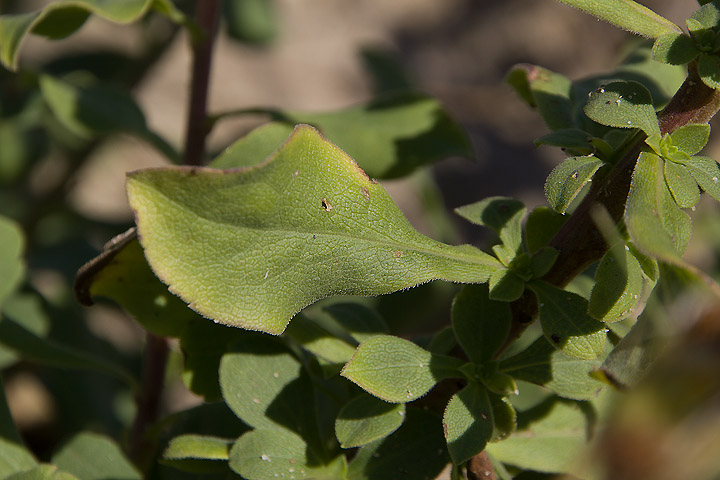 Solidago virgaurea subsp. litoralis / Verga doro marina