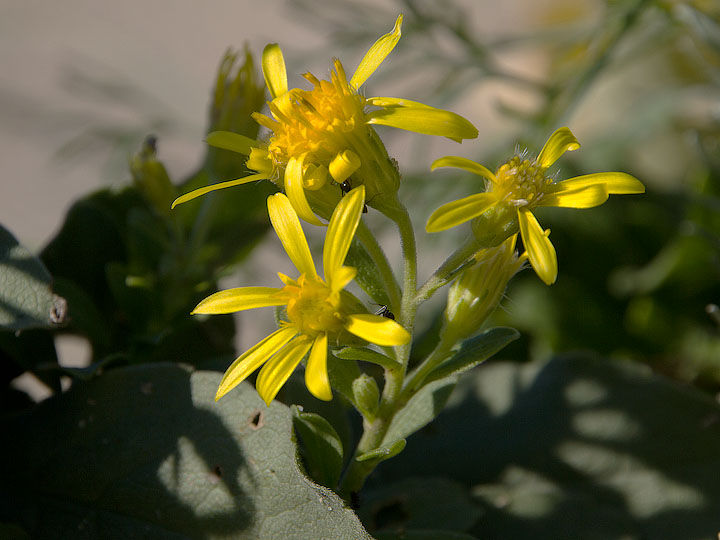 Solidago virgaurea subsp. litoralis / Verga doro marina