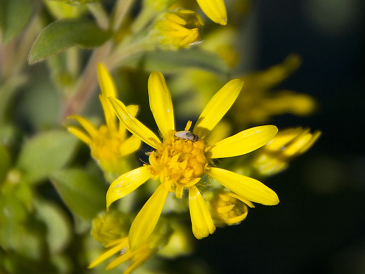 Solidago virgaurea subsp. litoralis / Verga doro marina