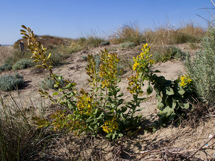 Solidago virgaurea subsp. litoralis / Verga doro marina