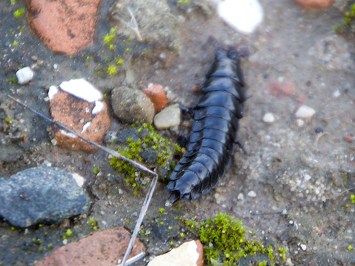 Larva facile facile: Carabus (Procrustes) coriaceus