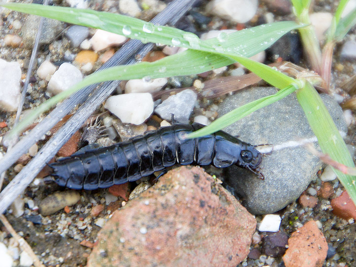 Larva facile facile: Carabus (Procrustes) coriaceus
