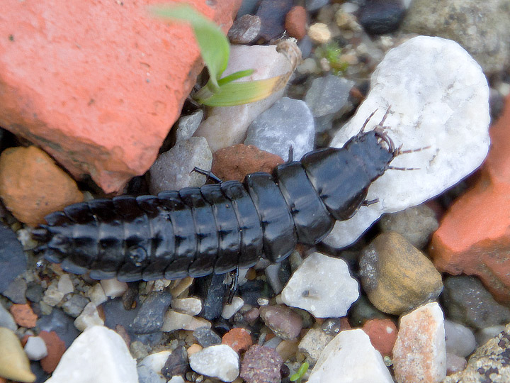 Larva facile facile: Carabus (Procrustes) coriaceus