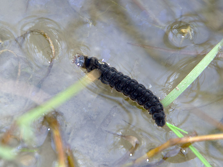 Larva di coleottero? Cantharidae