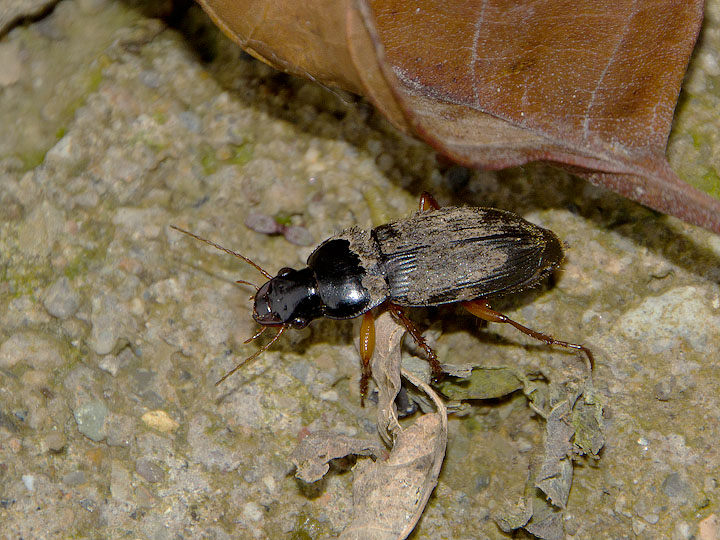 Pseudoophonus rufipes