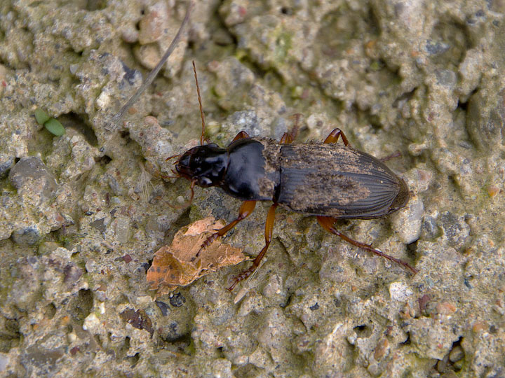 Pseudoophonus rufipes