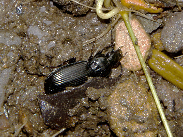 Pterostichus sp.
