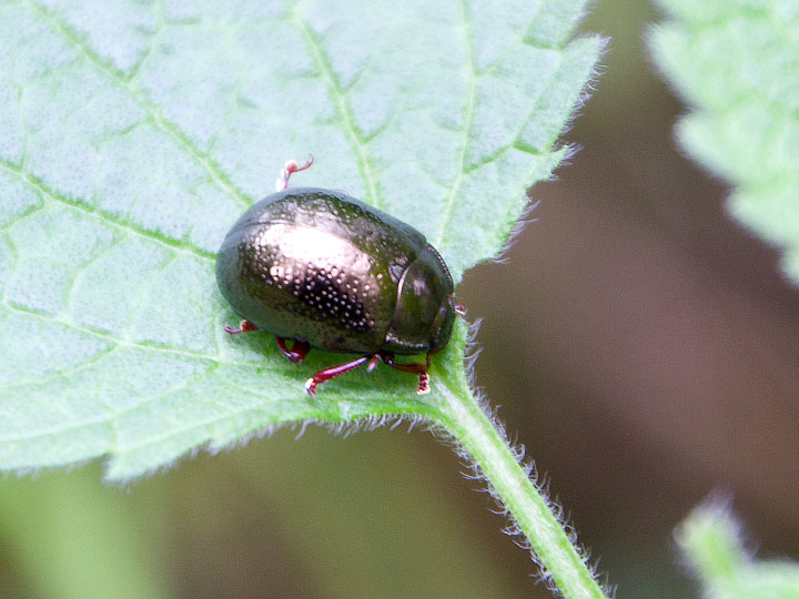 Chrysolina con zampe rosse: Chrysolina bankii