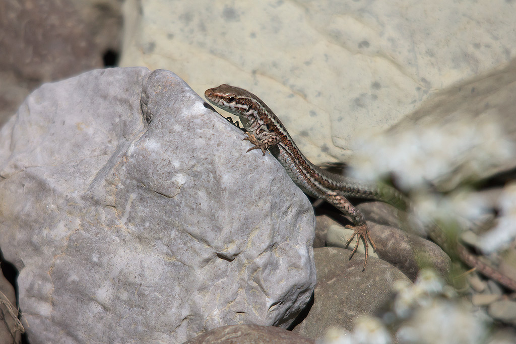 Podarcis erhardii, Grecia