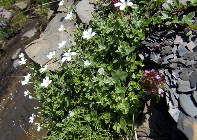 Arenaria bertolonii / Arenaria di Bertoloni