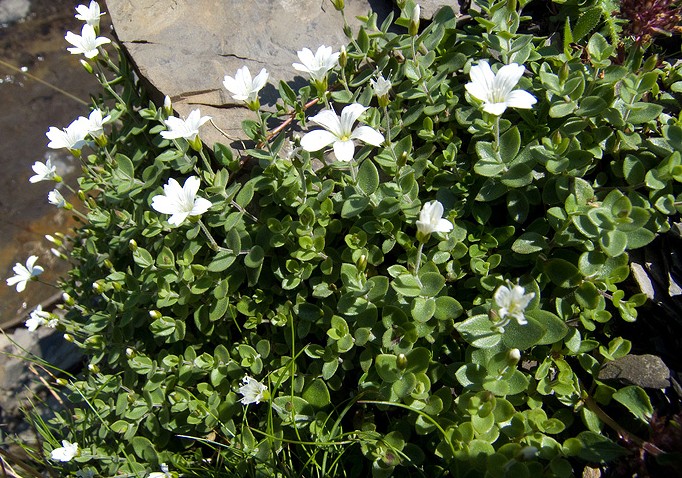 Arenaria bertolonii / Arenaria di Bertoloni