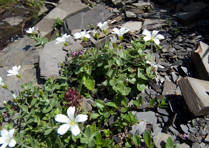 Arenaria bertolonii / Arenaria di Bertoloni