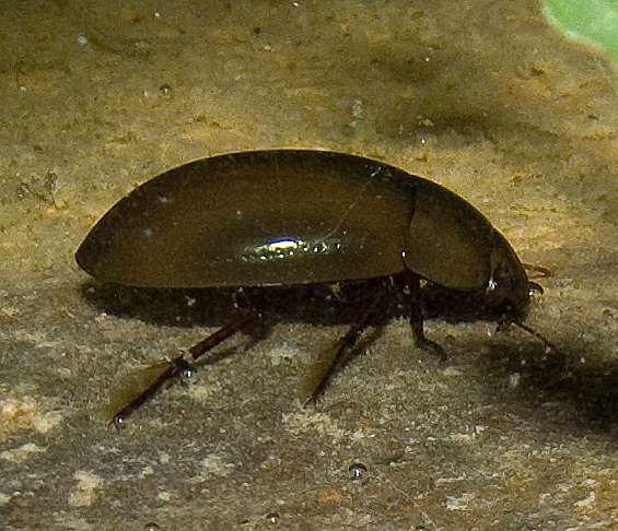 Dytiscidae? No, Hydrochara caraboides