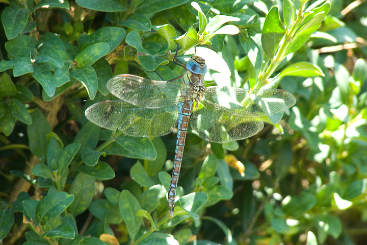 Aeshna mixta? no, Aeshna affinis, femmina androcroma!!!