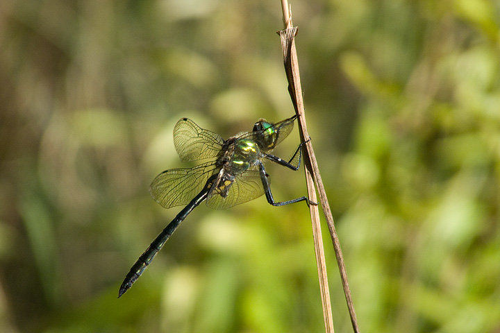 Somatochlora meridionalis