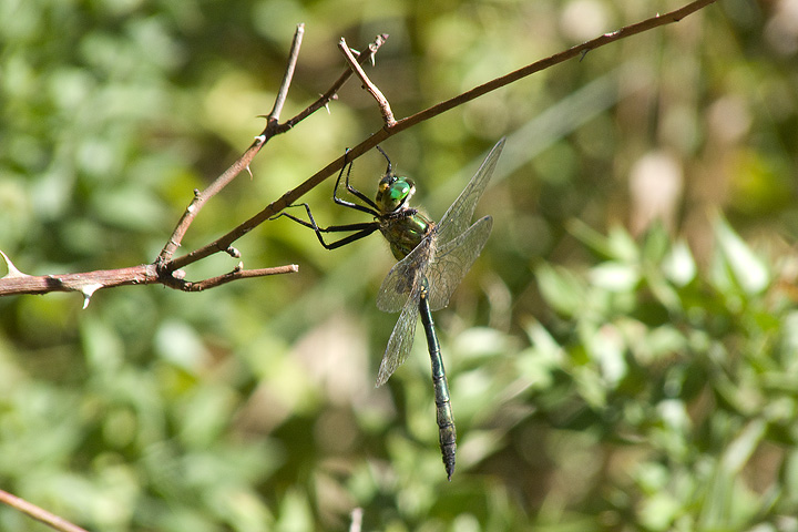 Somatochlora meridionalis