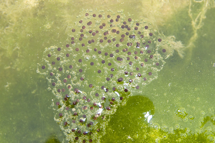 Chi ha deposto in Agosto? Pelophylax sp.