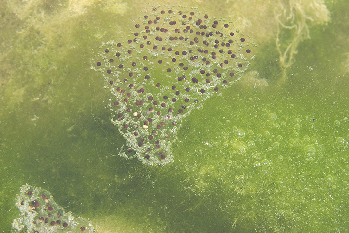 Chi ha deposto in Agosto? Pelophylax sp.
