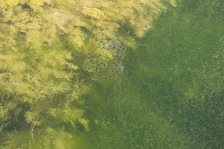 Chi ha deposto in Agosto? Pelophylax sp.