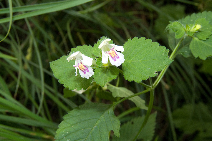Galeopsis  tetrahit