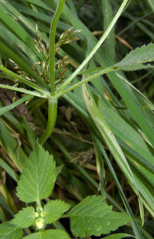 Galeopsis  tetrahit