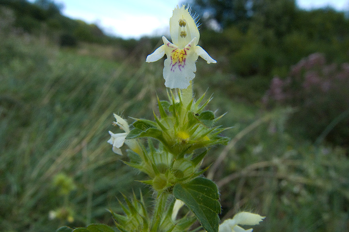 Galeopsis  tetrahit
