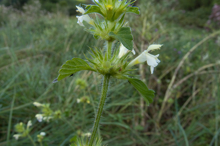 Galeopsis  tetrahit