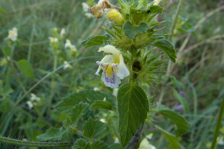 Galeopsis  tetrahit