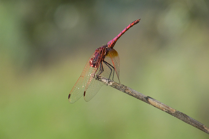 Obelisk position - Trithemis annulata (maschio)