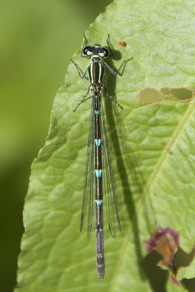 Coenagrion puella