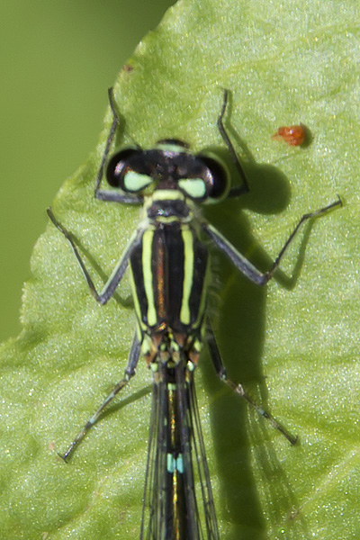 Coenagrion puella