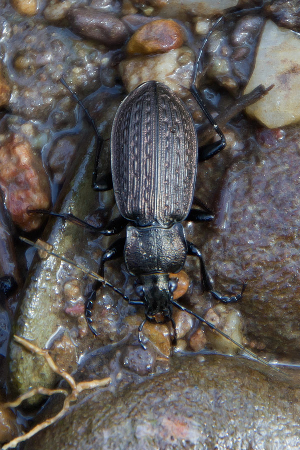 Carabus granulatus interstitialis