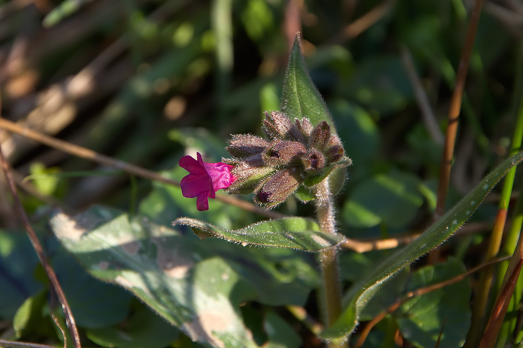 Pulmonaria sp.