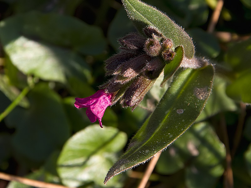 Pulmonaria sp.