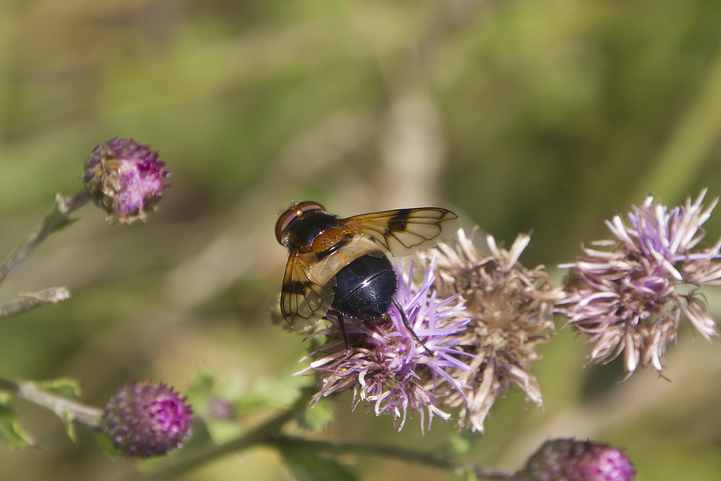 Volucella pellucens