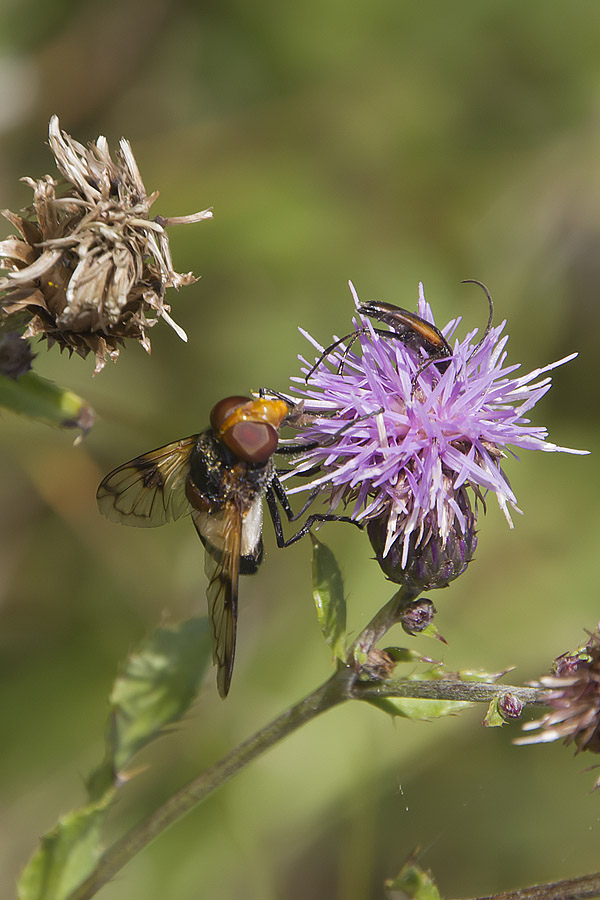 Volucella pellucens