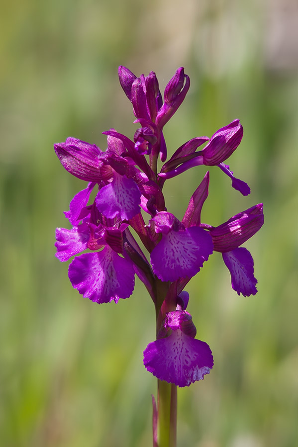 Anacamptis x gennarii