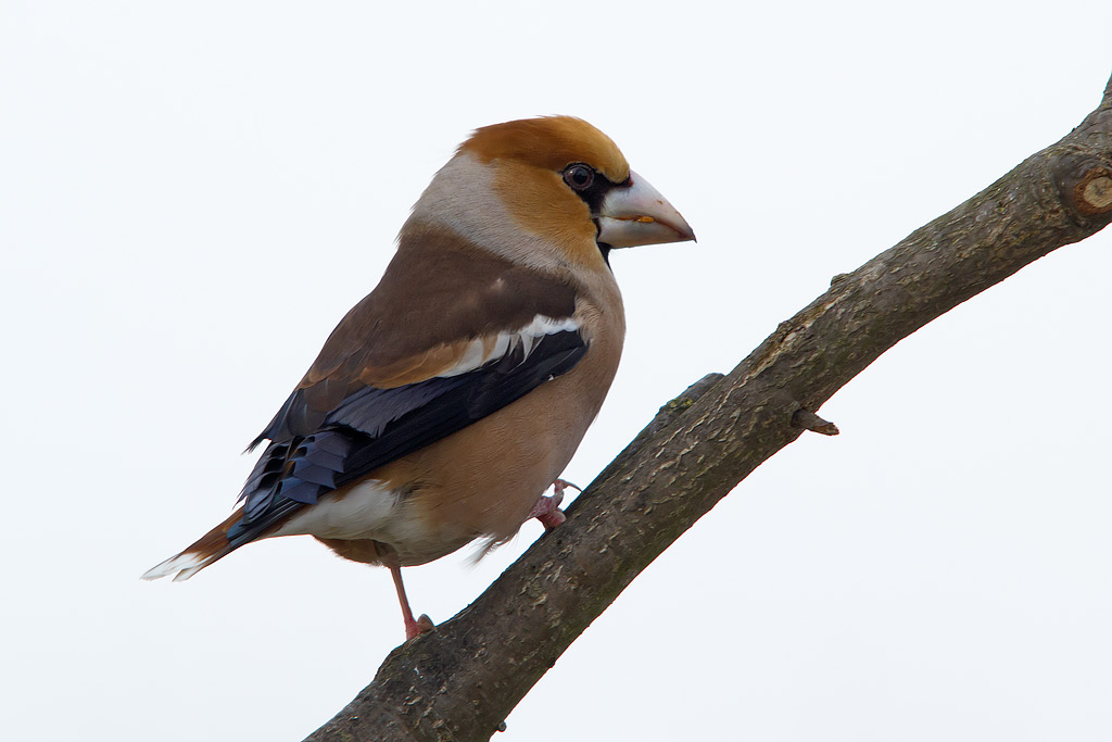 Frosone - Coccothraustes coccothraustes