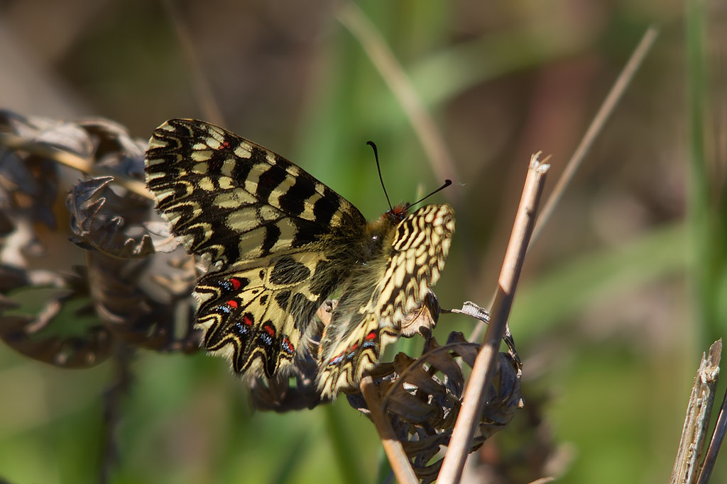 Zerynthia cassandra