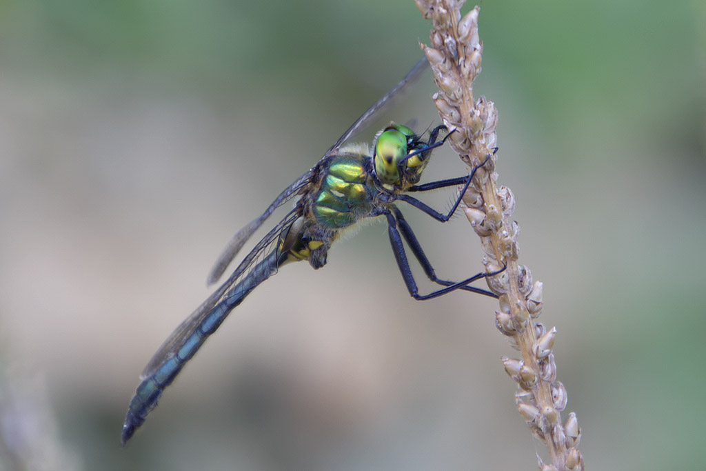 Somatochlora meridionalis