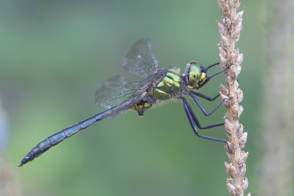 Somatochlora meridionalis