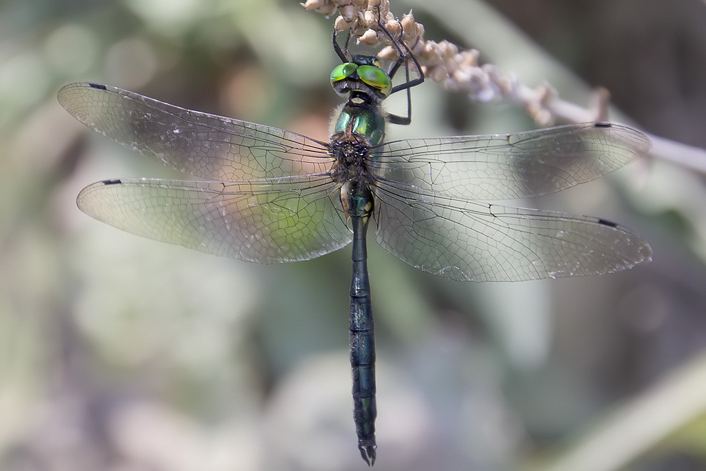 Somatochlora meridionalis