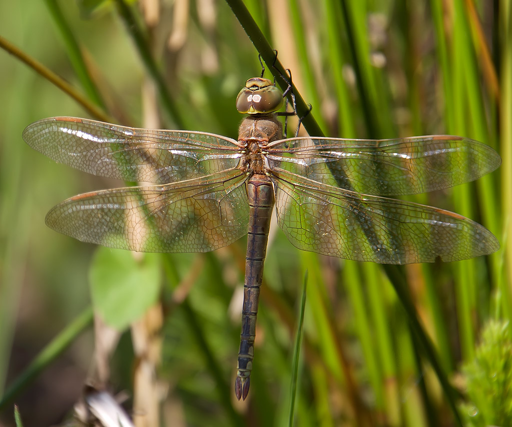 Hemianax ephippiger